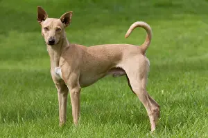 Version: Dog - Peruvian Hairless Dog - haired version non-standard