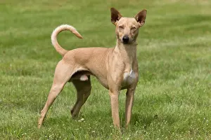 Version: Dog - Peruvian Hairless Dog - haired version non-standard