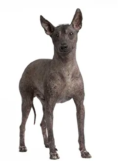 Perro: Dog