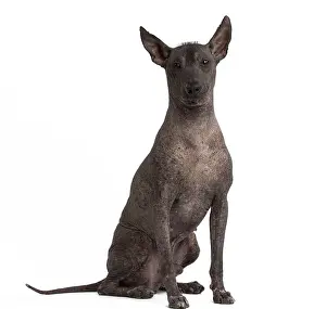 Perro: Dog