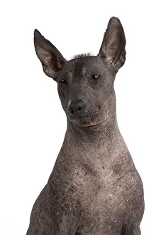 Perro: Dog