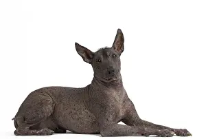 Perro: Dog