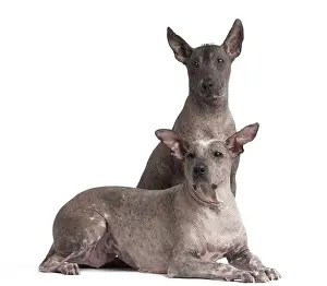 Perro: Dog