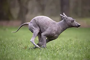Perro: Dog