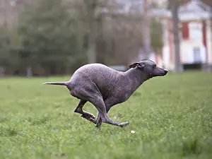 Perro: Dog