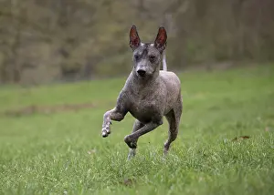Perro: Dog
