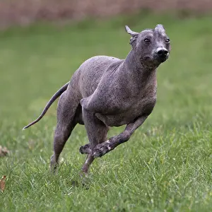 Perro: Dog