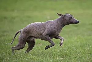 Perro: Dog
