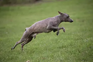 Perro: Dog