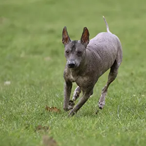 Perro: Dog