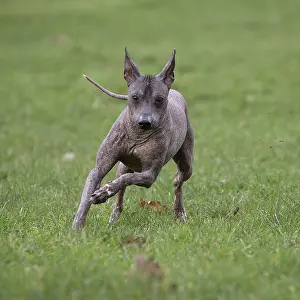 Perro: Dog