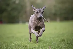 Perro: Dog