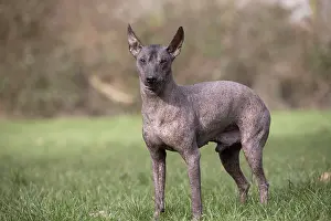 Perro: Dog
