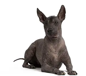 Inca: Dog