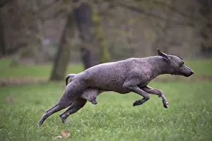 Inca: Dog