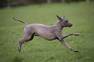 Inca: Dog