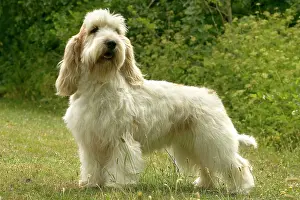 Vendeen: DOG - Petit Basset Griffon Vendeen, side profile