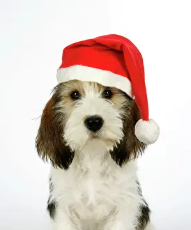 Vendeen: Dog - Petit Basset Griffon Vendeen puppy - 4 months