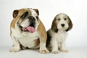 Vendeen: Dog - Petit Basset Griffon Vendeen puppy - 4 months