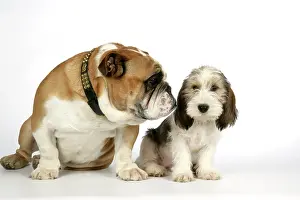 Vendeen: Dog - Petit Basset Griffon Vendeen puppy - 4 months