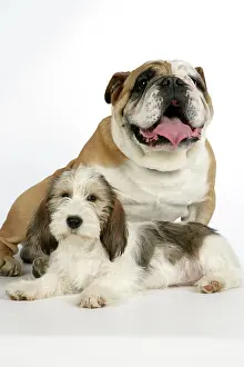 Vendeen: Dog - Petit Basset Griffon Vendeen puppy - 4 months
