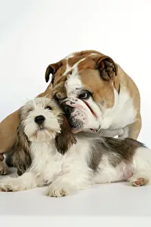 Vendeen: Dog - Petit Basset Griffon Vendeen puppy - 4 months