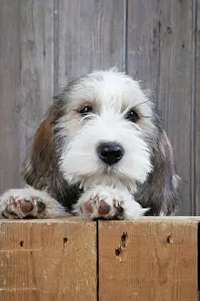 Vendeen: Dog - Petit Basset Griffon Vendeen puppy - 4 months