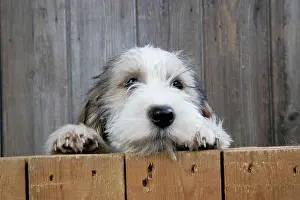 Vendeen: Dog - Petit Basset Griffon Vendeen puppy - 4 months