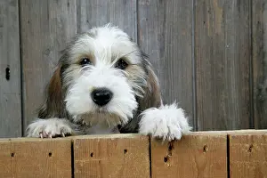 Vendeen: Dog - Petit Basset Griffon Vendeen puppy - 4 months