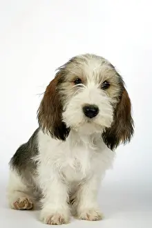 Vendeen: Dog - Petit Basset Griffon Vendeen puppy - 4 months old