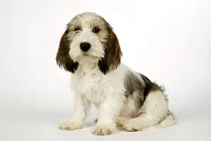 Vendeen: Dog - Petit Basset Griffon Vendeen puppy - 4 months old