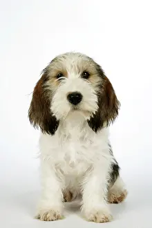 Vendeen: Dog - Petit Basset Griffon Vendeen puppy - 4 months old