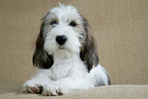 Vendeen: Dog - Petit Basset Griffon Vendeen puppy - 4 months old