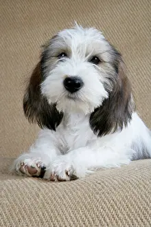 Vendeen: Dog - Petit Basset Griffon Vendeen puppy - 4 months old