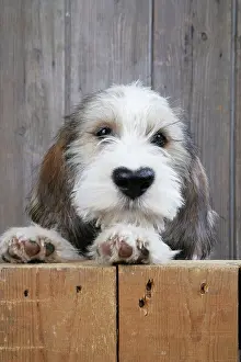 Leaving: Dog