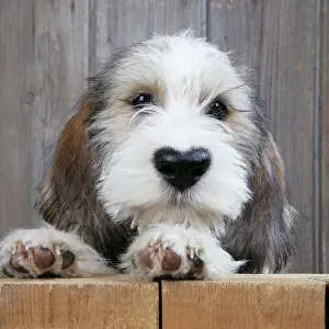 Leaving: Dog
