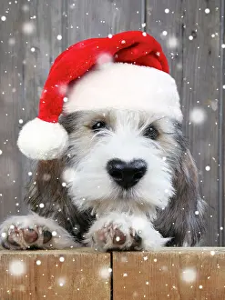 Falling: Dog - Petit Basset Griffon Vendeen puppy with a