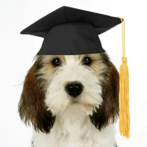 Congratulations: Dog - Petit Basset Griffon Vendeen puppy wearing