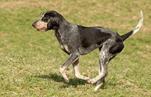 Bleu: Dog - Petit Bleu de Gascogne
