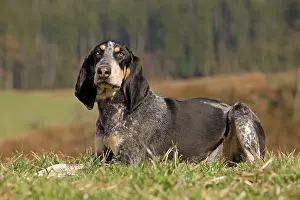 Bleu: Dog - Petit Bleu de Gascogne