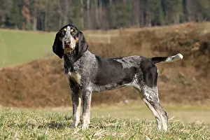 Bleu: Dog - Petit Bleu de Gascogne