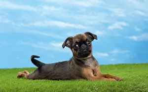 Brussels: Dog - Petit Brabancon / Brussels Griffon