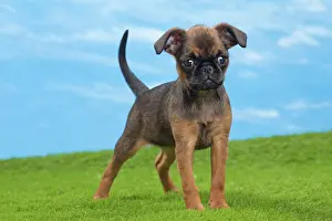 Brussels: Dog - Petit Brabancon / Brussels Griffon