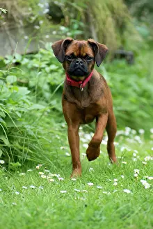 Bruxellois: Dog - Petit Brabancon ( Griffon Braxelloius )