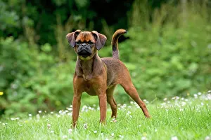 Bruxellois: Dog - Petit Brabancon ( Griffon Braxelloius )