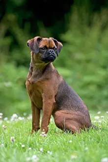 Bruxellois: Dog - Petit Brabancon ( Griffon Bruxellois )