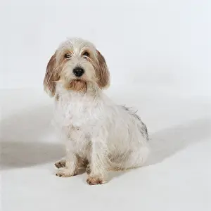 Vendeen: DOG - Petit Griffon Vendeen Basset