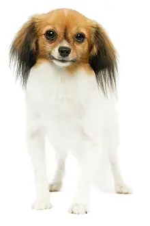Papillons: Dog - Phalene / Papillon