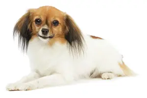 Papillons: Dog - Phalene / Papillon