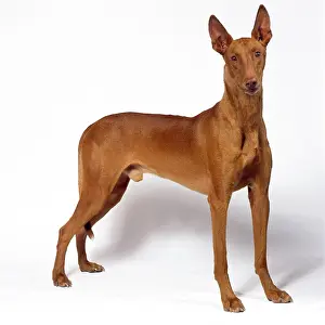 Pharaoh: DOG - Pharaoh Hound